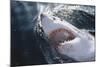 Great White Shark on Sea-Amos Nachoum-Mounted Photographic Print