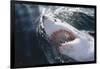 Great White Shark on Sea-Amos Nachoum-Framed Photographic Print