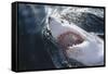 Great White Shark on Sea-Amos Nachoum-Framed Stretched Canvas