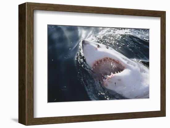 Great White Shark on Sea-Amos Nachoum-Framed Photographic Print