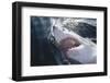 Great White Shark on Sea-Amos Nachoum-Framed Photographic Print