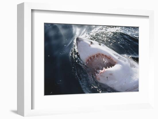 Great White Shark on Sea-Amos Nachoum-Framed Photographic Print