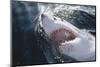 Great White Shark on Sea-Amos Nachoum-Mounted Photographic Print