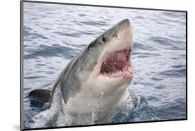 Great white shark, open mouth, Guadalupe Island, Mexico-David Fleetham-Mounted Photographic Print