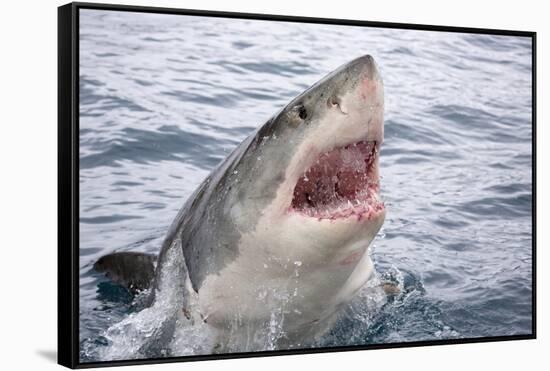 Great white shark, open mouth, Guadalupe Island, Mexico-David Fleetham-Framed Stretched Canvas