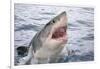 Great white shark, open mouth, Guadalupe Island, Mexico-David Fleetham-Framed Photographic Print