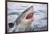 Great white shark, open mouth, Guadalupe Island, Mexico-David Fleetham-Framed Photographic Print