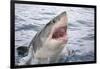 Great white shark, open mouth, Guadalupe Island, Mexico-David Fleetham-Framed Photographic Print
