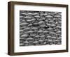 Great White Shark Scales-null-Framed Photographic Print