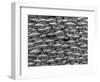 Great White Shark Scales-null-Framed Photographic Print