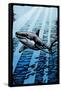 Great White Shark - Scratchboard-Lantern Press-Framed Stretched Canvas
