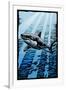 Great White Shark - Scratchboard-Lantern Press-Framed Art Print