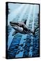 Great White Shark - Scratchboard-Lantern Press-Stretched Canvas