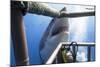 Great White Shark Showing its Teeth in Front of Divers in a Diving Cage.-VisionDive-Mounted Photographic Print