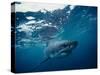 Great White Shark, South Africa-Stuart Westmorland-Stretched Canvas