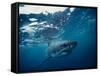 Great White Shark, South Africa-Stuart Westmorland-Framed Stretched Canvas