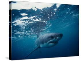 Great White Shark, South Africa-Stuart Westmorland-Stretched Canvas