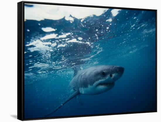 Great White Shark, South Africa-Stuart Westmorland-Framed Stretched Canvas