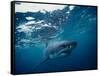 Great White Shark, South Africa-Stuart Westmorland-Framed Stretched Canvas