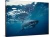 Great White Shark, South Africa-Stuart Westmorland-Stretched Canvas