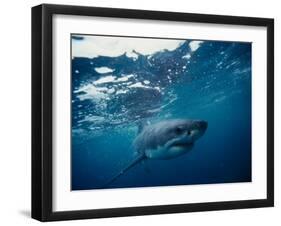 Great White Shark, South Africa-Stuart Westmorland-Framed Premium Photographic Print