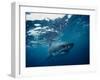 Great White Shark, South Africa-Stuart Westmorland-Framed Premium Photographic Print