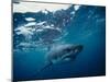 Great White Shark, South Africa-Stuart Westmorland-Mounted Premium Photographic Print