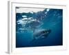 Great White Shark, South Africa-Stuart Westmorland-Framed Photographic Print