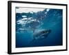 Great White Shark, South Africa-Stuart Westmorland-Framed Photographic Print