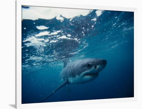 Great White Shark, South Africa-Stuart Westmorland-Framed Photographic Print