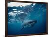 Great White Shark, South Africa-Stuart Westmorland-Framed Photographic Print