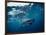 Great White Shark, South Africa-Stuart Westmorland-Framed Photographic Print