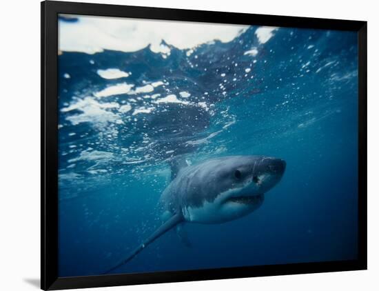 Great White Shark, South Africa-Stuart Westmorland-Framed Photographic Print