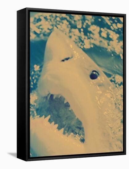 Great White Shark, South Africa-Michele Westmorland-Framed Stretched Canvas