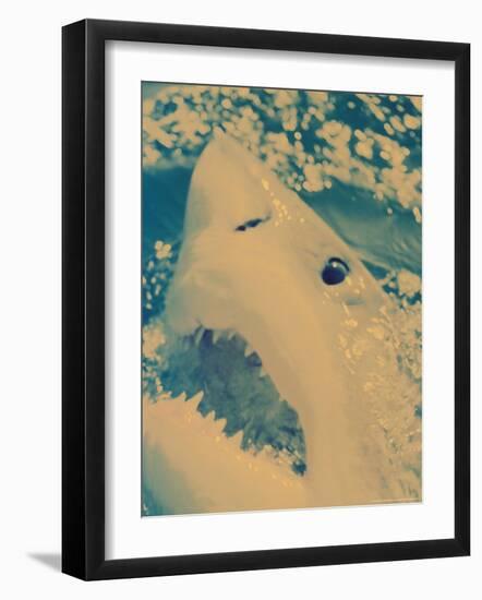 Great White Shark, South Africa-Michele Westmorland-Framed Photographic Print