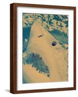 Great White Shark, South Africa-Michele Westmorland-Framed Photographic Print