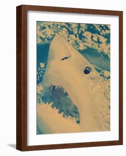 Great White Shark, South Africa-Michele Westmorland-Framed Photographic Print