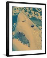 Great White Shark, South Africa-Michele Westmorland-Framed Photographic Print