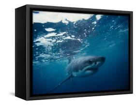 Great White Shark, South Africa-Stuart Westmorland-Framed Stretched Canvas