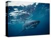 Great White Shark, South Africa-Stuart Westmorland-Stretched Canvas