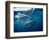 Great White Shark, South Africa-Stuart Westmorland-Framed Photographic Print