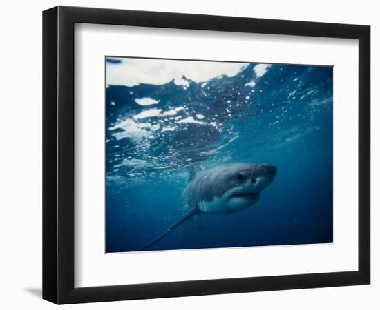 Great White Shark, South Africa-Stuart Westmorland-Framed Photographic Print