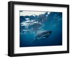 Great White Shark, South Africa-Stuart Westmorland-Framed Photographic Print