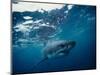 Great White Shark, South Africa-Stuart Westmorland-Mounted Photographic Print