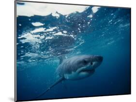 Great White Shark, South Africa-Stuart Westmorland-Mounted Photographic Print