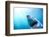 Great White Shark, South Africa-Stuart Westmorland-Framed Photographic Print