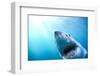 Great White Shark, South Africa-Stuart Westmorland-Framed Photographic Print