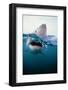 Great White Shark, South Africa-Stuart Westmorland-Framed Photographic Print