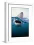 Great White Shark, South Africa-Stuart Westmorland-Framed Photographic Print