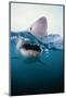 Great White Shark, South Africa-Stuart Westmorland-Mounted Photographic Print